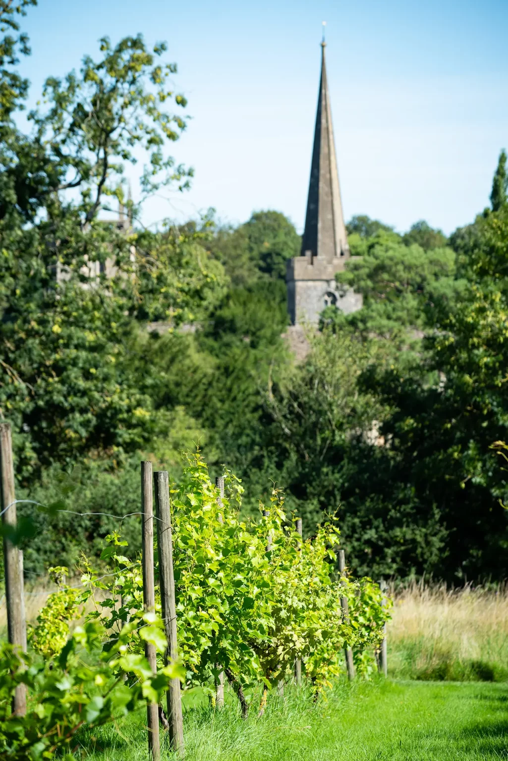 The Pear Tree Purton vineyard