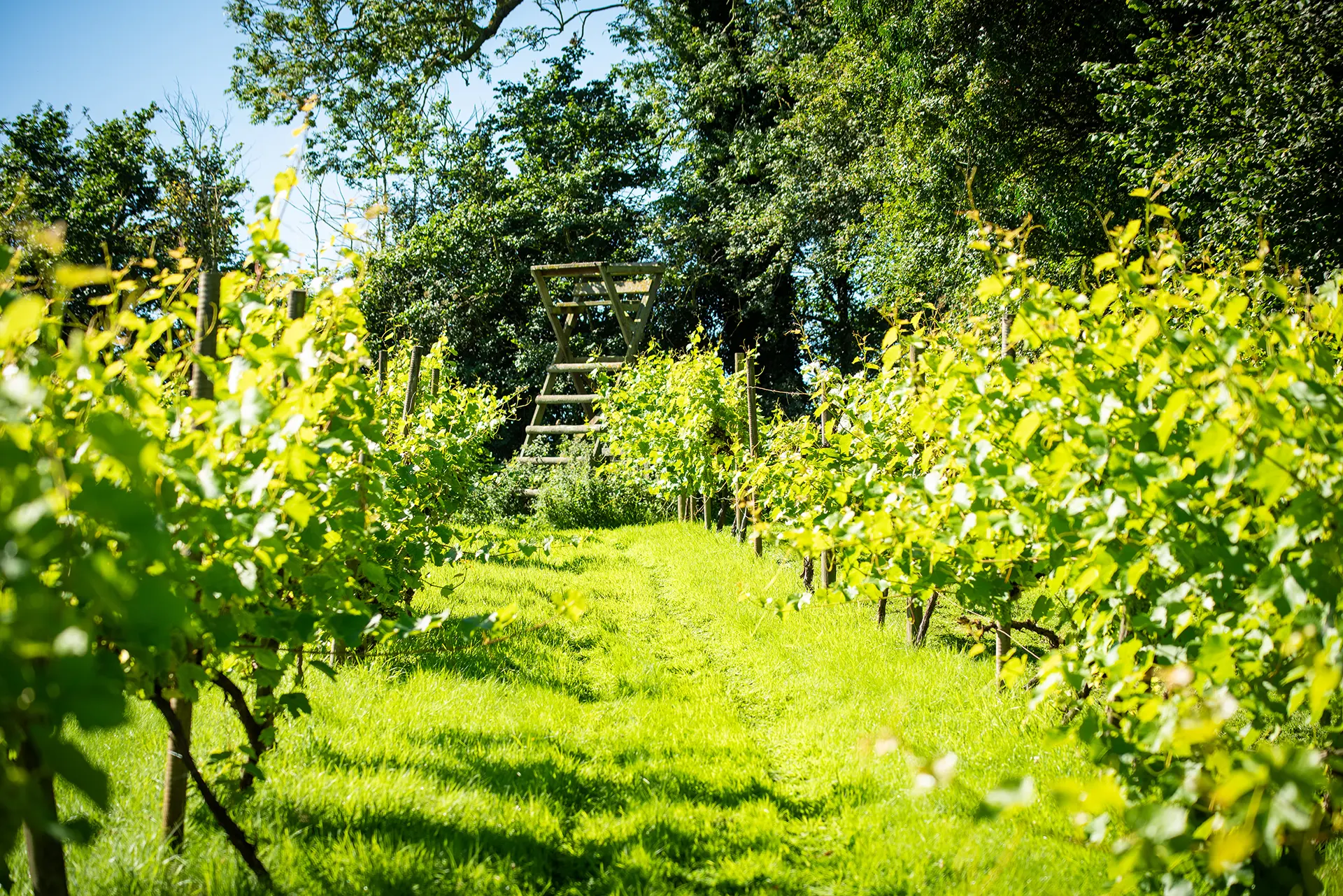The Pear Tree Purton vineyard